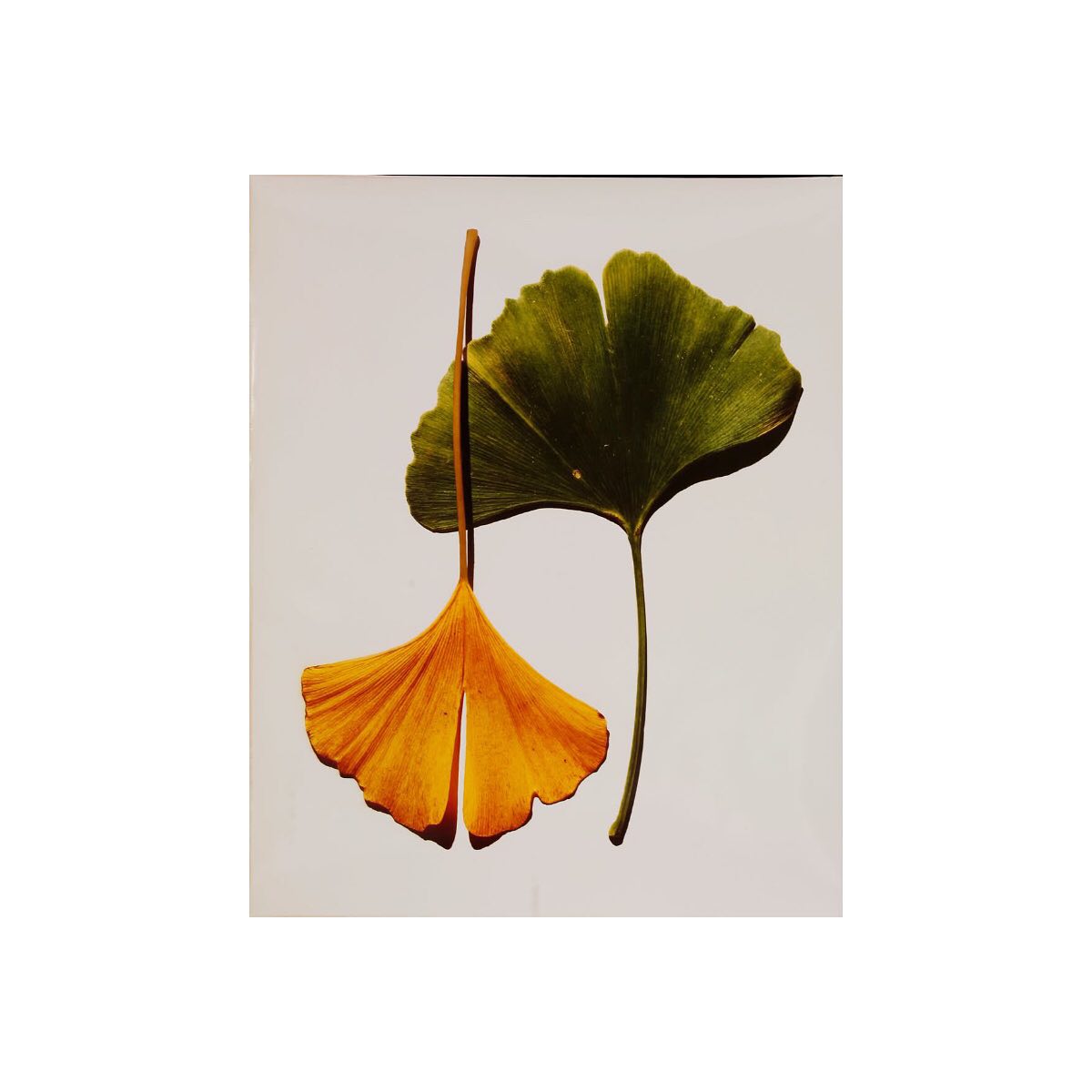 Irving Penn, Gingko Leaves